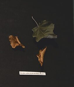 afgevallen bladeren met een bijbelse boodschap